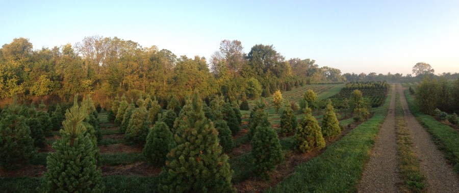 Christmas Trees